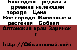 Басенджи - редкая и древняя нелающая порода › Цена ­ 50 000 - Все города Животные и растения » Собаки   . Алтайский край,Заринск г.